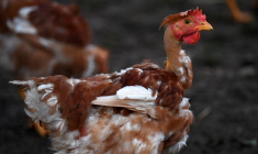 ( AFP / JEAN-FRANCOIS MONIER )