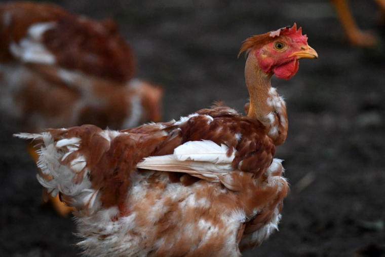 ( AFP / JEAN-FRANCOIS MONIER )