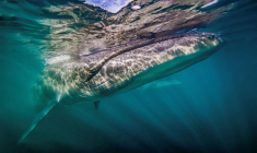 Des rorquals boréals sur la côte argentine de la Patagonie