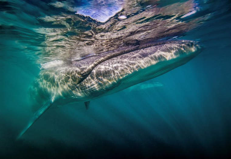 Des rorquals boréals sur la côte argentine de la Patagonie