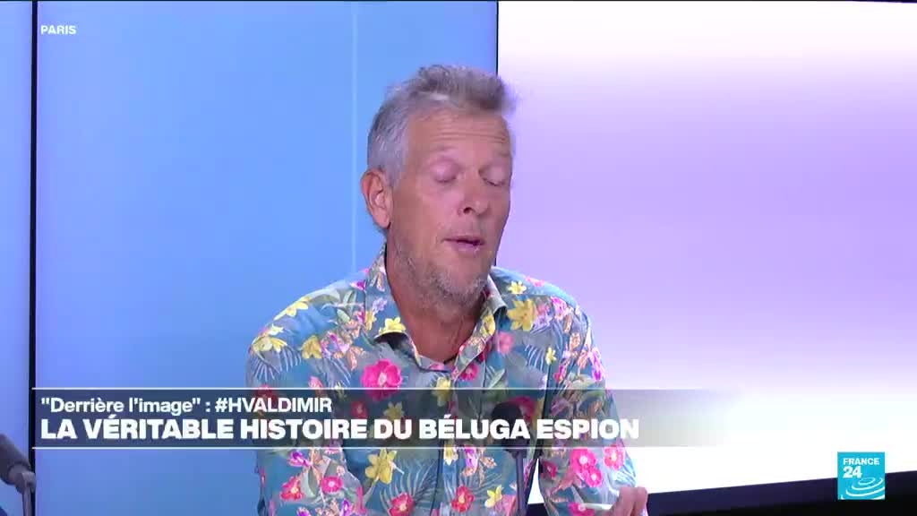 Hvaldimir, le "beluga-espion", aurait aidé à décrypter le langage des cétacés