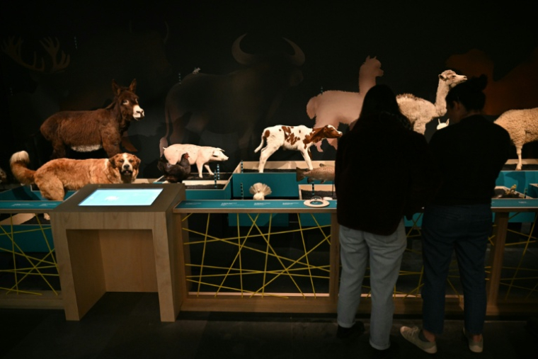 Installation de l'exposition "Domestique-moi si tu peux" au Muséum de Toulouse, le 9 octobre 2025 ( AFP / Lionel BONAVENTURE )