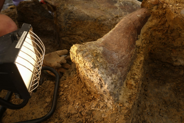 Extraction d'un os fossilisé de dinosaure sur un site de fouilles à Angeac-sur-Charente, le 19 juillet 2025 en Charente ( AFP / ROMAIN PERROCHEAU )