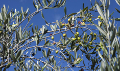 ( AFP / RODGER BOSCH )