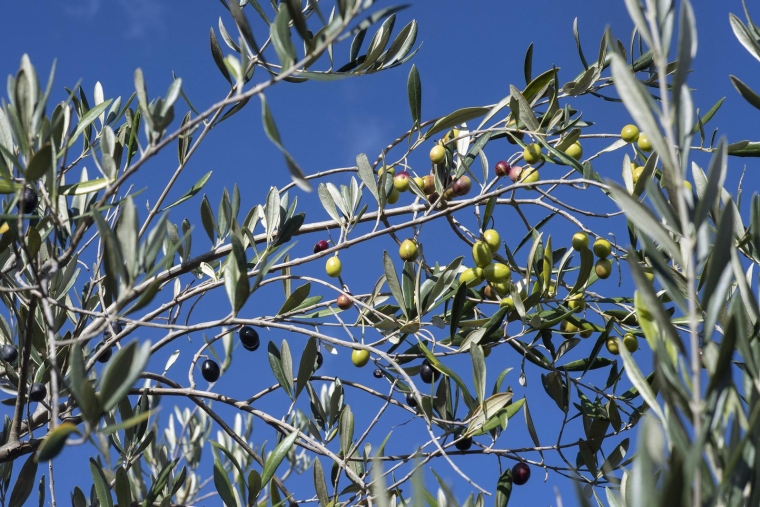 ( AFP / RODGER BOSCH )