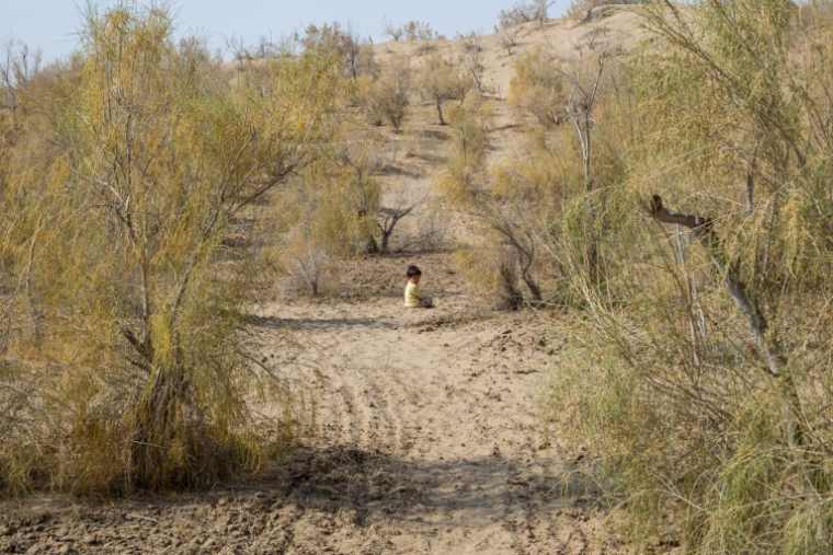 Enfant entre des arbres saxaouls à Bokourdak au Turkménistan, le 11 octobre 2025 ( AFP / Nikolay Vavilov )