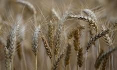 Un champ de blé à Remouille, en Loire-Atlantique