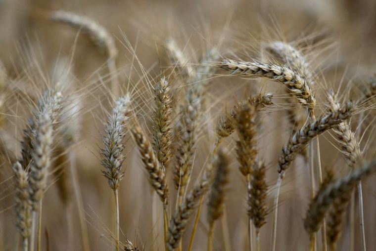 Un champ de blé à Remouille, en Loire-Atlantique