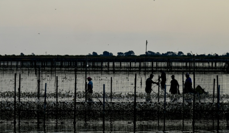 Des ouvriers récoltent des palourdes dans une zone de culture envahie par des algues dans le delta du Pô, à Scardovari, le 26 juin 2026 (dans le nord-est de l'Italie, lors d'un épisode de canicule en Europe ( AFP / Stefano RELLANDINI )