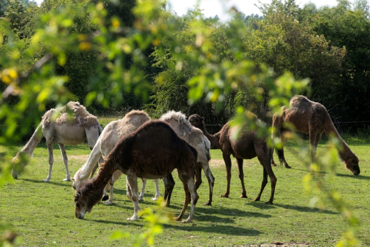 Des chameaux dans un champ de "La Camelerie", une ferme de chameaux à Feignies, le 16 juin 2025 dans le Nord ( AFP / FRANCOIS LO PRESTI )