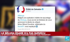 France : le béluga égaré est mort malgré une vaste opération de sauvetage