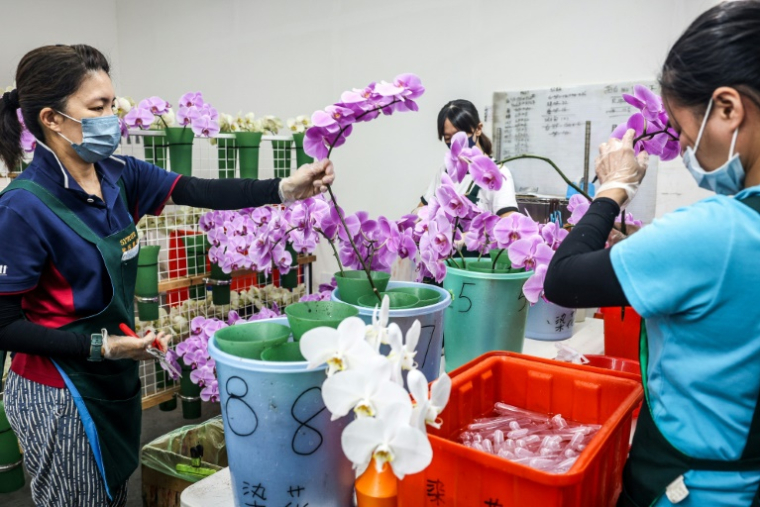 Des employées préparent des fleurs d'orchidées avant de les emballer, le 5 août 2025 à Houbi, dans le sud-ouest de Taïwan ( AFP / I-Hwa Cheng )