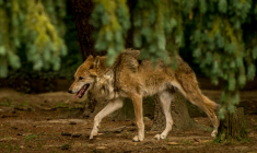 Un loup dans le zoo de la Bourbansais, à Pleugueneuc, en Ille-et-Vilaine, le 15 juillet 2015 ( AFP / PHILIPPE HUGUEN )