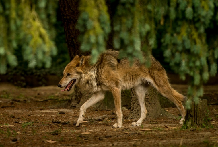 Un loup dans le zoo de la Bourbansais, à Pleugueneuc, en Ille-et-Vilaine, le 15 juillet 2015 ( AFP / PHILIPPE HUGUEN )