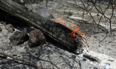 Des flammes persistantes sur un morceau d'arbre calciné après un incendie dans la commune varoise de Montfort-sur-Argens, le 1er août 2026 ( AFP / Clement MAHOUDEAU )