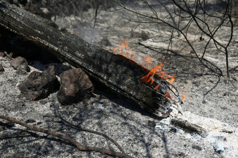 Des flammes persistantes sur un morceau d'arbre calciné après un incendie dans la commune varoise de Montfort-sur-Argens, le 1er août 2026 ( AFP / Clement MAHOUDEAU )