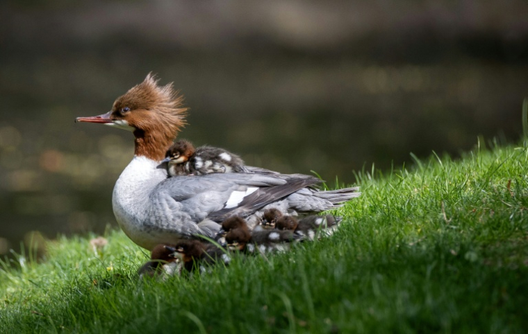 Justyna, une harle bièvre, et ses canetons, au parc Lazienki de Varsovie, en Pologne, le 25 avril 2026 ( AFP / Wojtek RADWANSKI )