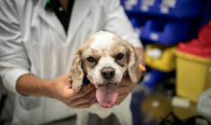Le chien Junior sur la table de soins est examiné par le cancérologue Jérémy Béguin à l'hôpital vétérnaire de Maisons-Alfort, le 9 juin 2026 dans le Val-de-Marne ( AFP / Behrouz MEHRI )