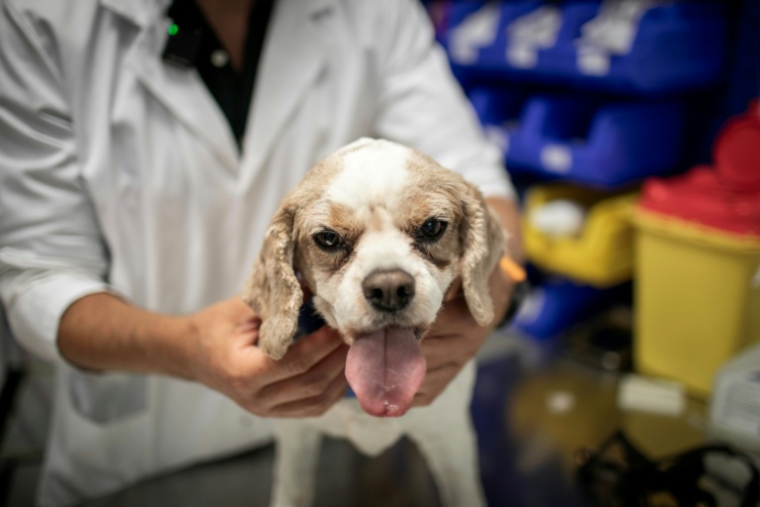 Le chien Junior sur la table de soins est examiné par le cancérologue Jérémy Béguin à l'hôpital vétérnaire de Maisons-Alfort, le 9 juin 2026 dans le Val-de-Marne ( AFP / Behrouz MEHRI )