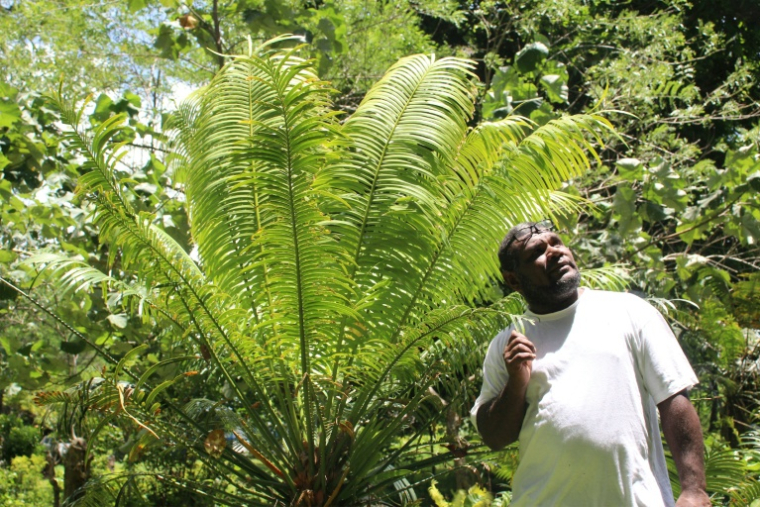 Le chef coutumier Bill Tavue devant un namele, le 1er février 2026 dans son village de Matantas, dans la zone protégée de Vatthe, sur l'île d'Espiritu Santo, au Vanuatu ( AFP / Chris McCALL )