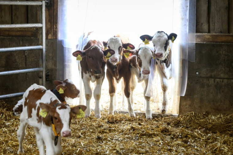 Des veaux se tiennent à l’entrée de leur étable à La Rippe, dans l’ouest de la Suisse, le 23 juin 2026 ( AFP / Fabrice COFFRINI )