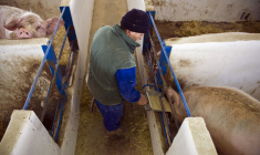 Photo d'archives: Un cochon est nourri dans son enclos dans une ferme à Burgos
