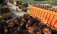 Des personnes circulent en moto en passant devant des camions chargés de régimes de fruits frais de palmier à huile