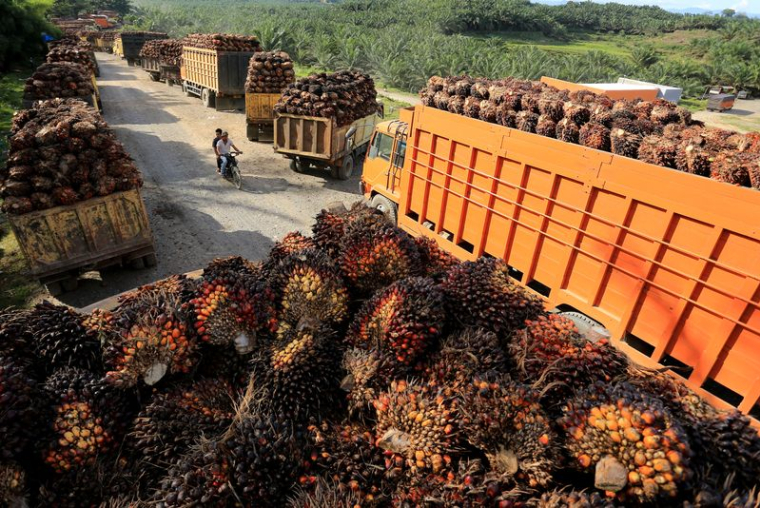 Des personnes circulent en moto en passant devant des camions chargés de régimes de fruits frais de palmier à huile