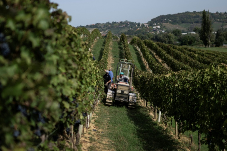 Des vendangeurs dans le vignoble d'Agliano Terme, près de la ville d'Asti, dans le nord-ouest de l'Italie, le 21 septembre 2026  ( AFP / Marco Bertorello )