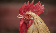 Le couple avait déjà reçu une lettre anonyme se plaignant du chant de leur coq. (illustration) (Pixabay / Pexels)