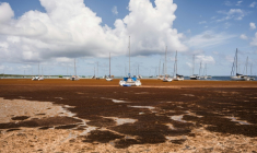 Des bateaux entourés de sargasses, sur la côte de Saint-François, en Guadeloupe le 29 avril 2026  ( AFP / Carla Bernhardt )