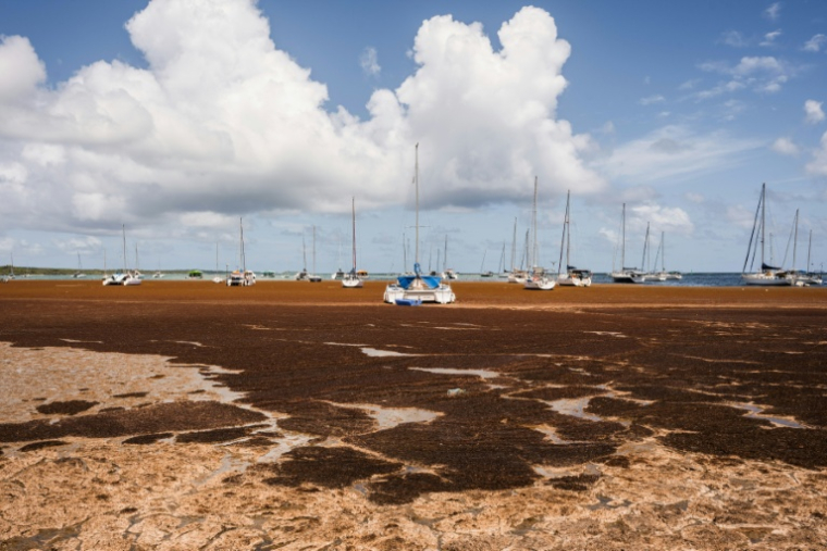Des bateaux entourés de sargasses, sur la côte de Saint-François, en Guadeloupe le 29 avril 2026  ( AFP / Carla Bernhardt )