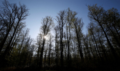 A ARBAS, LA PREMIÈRE FORÊT CINÉRAIRE DE FRANCE