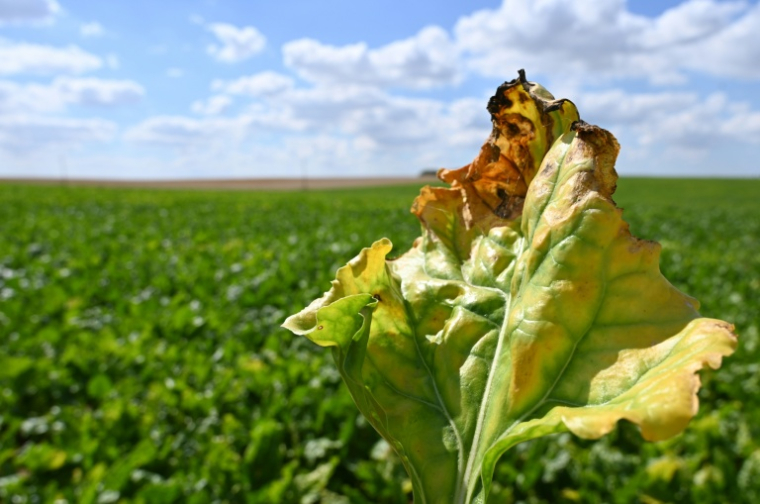 Une feuille de betterave, infectée par le virus de la jaunisse dans un champ à Oye-Plage, le 4 août 2020 dans le Pas-de-Calais ( AFP / DENIS CHARLET )
