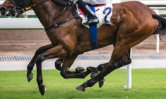 Investir dans un cheval de course, est-ce rentable ? / iStock.com - Wirestock