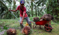 Muhaimin, 40 ans, ramasse des régimes de fruits de palmiers à huile frais pendant la récolte à la plantation de palmiers à huile de la coopérative Melati Hanjalipan dans le village de Hanjalipan, East Kotawaringin