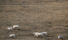 Des vaches dans un champ asséché à Saint-Nizier-sous-Charlieu, dans la Loire, le 15 août 2026 ( AFP / OLIVIER CHASSIGNOLE )