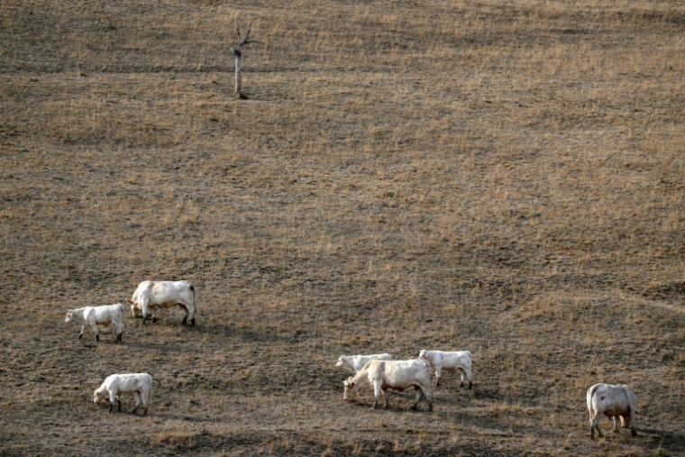 Des vaches dans un champ asséché à Saint-Nizier-sous-Charlieu, dans la Loire, le 15 août 2026 ( AFP / OLIVIER CHASSIGNOLE )