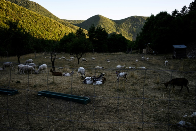 Un troupeau de moutons dans les collines au-dessus de Villebois-les-Pins, dans le département de la Drôme,le 31 juillet ( AFP / JEAN-PHILIPPE KSIAZEK )