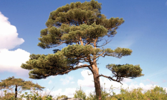 Les 40 pins au cœur du désaccord de voisinage ont été plantés en 1990. Photo d'illustration.  (COILIN / PIXABAY)