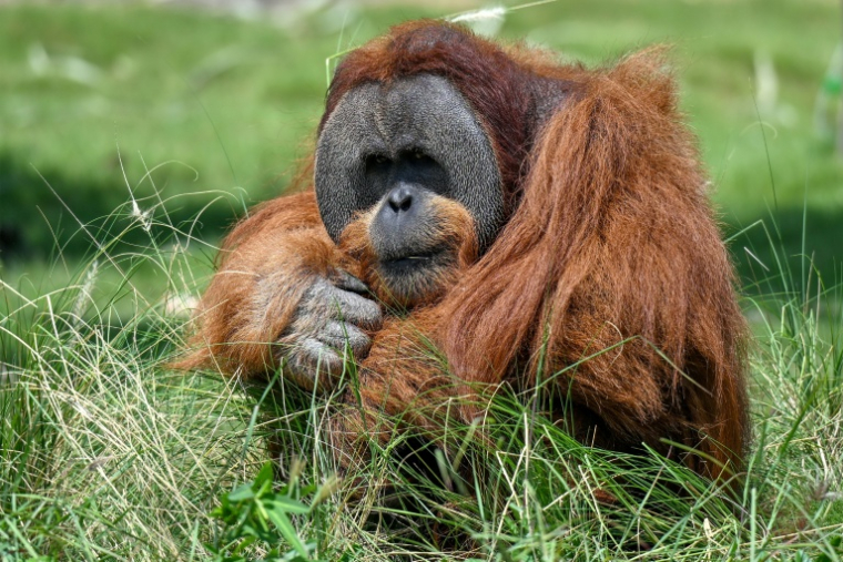 Un orang-outan dans un enclos du centre Vantara de sauvetage et de conservation de la faune, le 25 septembre 2026 à Jamnaga, en Inde ( AFP / Punit PARANJPE )