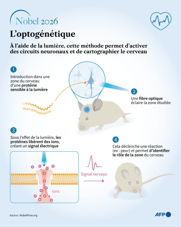 Infographie montrant le principe de l'optogénétique, une méthode qui utilise une protéine photosensible (la channelrhodopsine) pour identifier des circuits neuronaux et leur rôle. Cette approche visant à percer les mystères de la fabrication des souvenirs, émotions et comportements dans le cerveau a valu à l'Américain Karl Deisseroth et aux Allemands Peter Hegemann et Georg Nagel le prix Nobel de médecine 2026 ( AFP / Valentina BRESCHI )