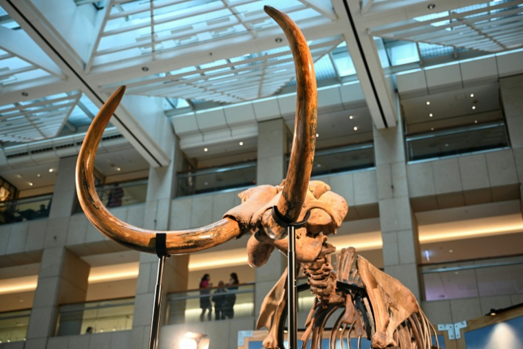 Les restes d’un mammouth laineux vieux de 12.000 ans, présentés à Hong Kong le 15 août 2024 ( AFP / Peter PARKS )