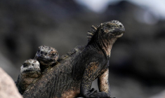 Des iguanes marins sur l'île de Santa Cruz, dans l'archipel des Galápagos, en Équateur