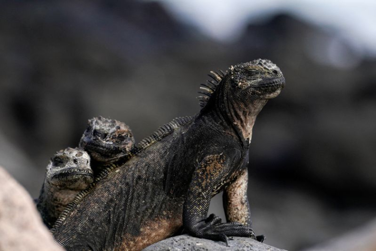 Des iguanes marins sur l'île de Santa Cruz, dans l'archipel des Galápagos, en Équateur