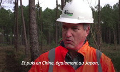 Dans les Landes, le ballet des abatteuses pour éradiquer le ver tueur de pins