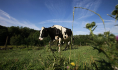 Une vache paît dans un pâturage à Rebreuve sur Canche, en France