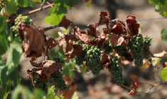Des raisins dans un vignoble de Muscadet touché par la sécheresse, près de Nantes
