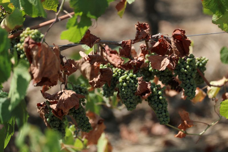 Des raisins dans un vignoble de Muscadet touché par la sécheresse, près de Nantes