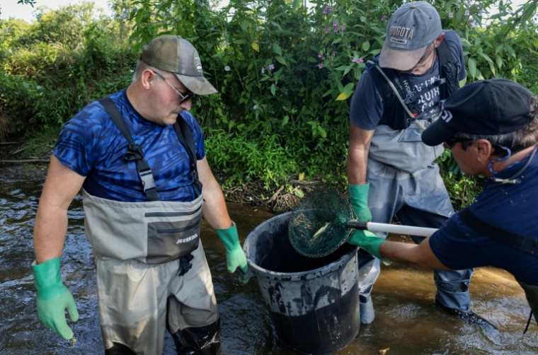 Opération de sauvetage de poissons dans la rivière Odet, affectée par la sécheresse, à Coray , le 12 août 2026 dans le Finistère ( AFP / Fred TANNEAU )